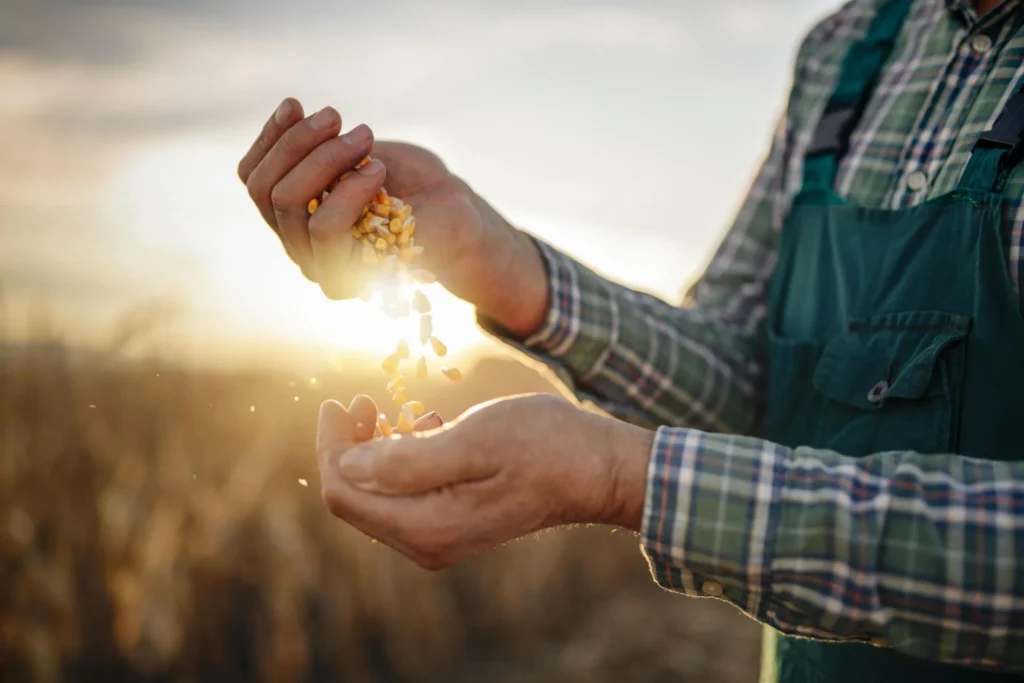 What corn does Chipotle use