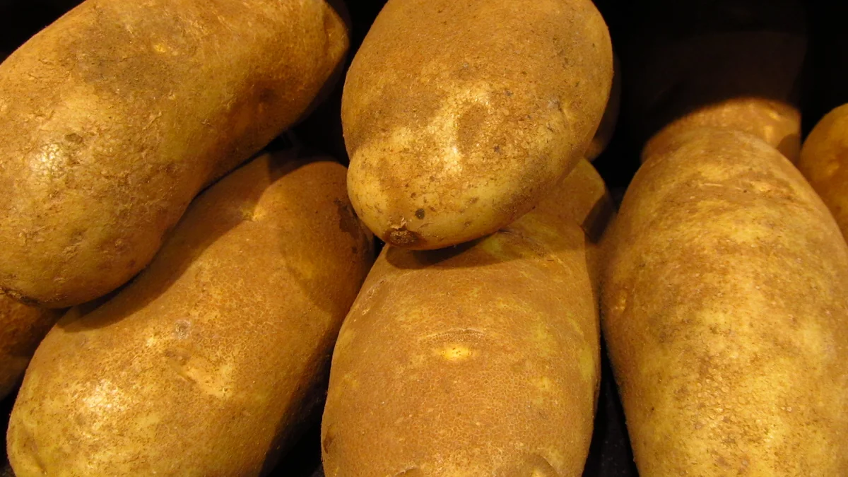 Raw Russet Potatoes for Homemade Mashed Potatoes Recipe